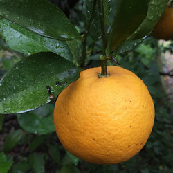 ［愛須商店］和歌山県紀南産バレンシアオレンジ　3kg　2L.Lサイズ