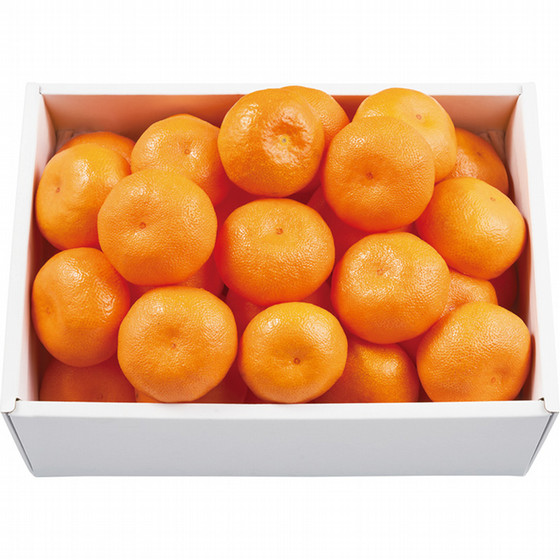 ミカン ご予約商品・2026年1月中旬よりご発送】青島みかんQueen(クイーン) 5