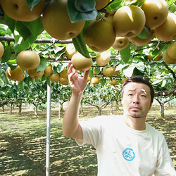 【03】［船芳園(船橋産)］幸水梨 約5kg（12個入り）