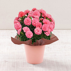 カーネーション「ももりーな」【送料込み】