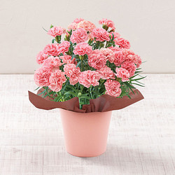 カーネーション「ノウル」【送料込み】