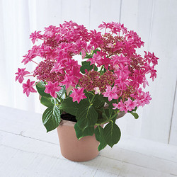 ［日比谷花壇］あじさい「 桜花乱舞 」【送料込み】