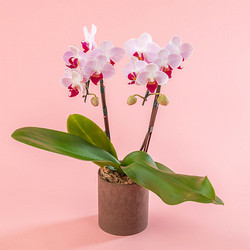 ［日比谷花壇］ミディ胡蝶蘭「リトルジェム」2本立ち【送料込み】