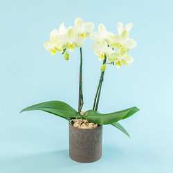 ［日比谷花壇］ミディ胡蝶蘭（イエロー系）2本立ち【送料込み】