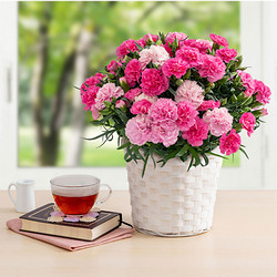 ［ホシファーム］ホットハート【送料込み】