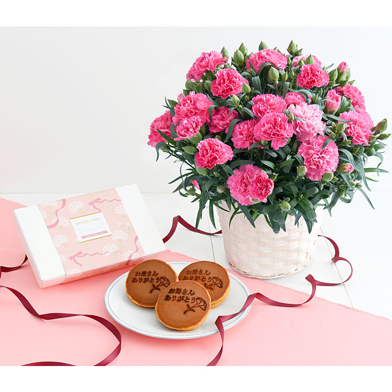 ［ホシファーム］カーネーション鉢＆徳島なると金時のどら焼き