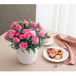 ［ホシファーム］カーネーション鉢＆焼菓子アソート5個【送料込み】