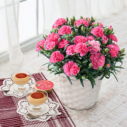 ［ホシファーム］カーネーション鉢＆たまご村プリン3個【送料込み】