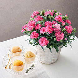 ［ホシファーム］カーネーション鉢＆凍らせて食べるシャーベット 彩果しずく3袋【送料込み】