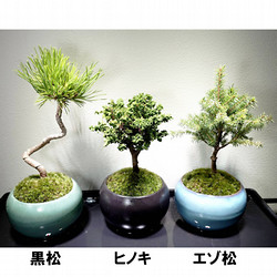 【年内配送】［盆栽清香園］選べるミニ盆栽