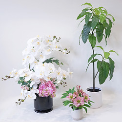 【年内配送】［パレフローラ］新春パレフローラ福袋