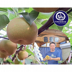 【02】［船芳園(船橋産)］幸水梨 約5kg（10個入り）