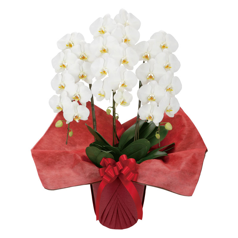 胡蝶蘭 スタンダード3本立 東武フラワーギフト 東武オンラインショッピング 胡蝶蘭 スタンダード3本立 東武フラワーギフト 東武オンラインショッピング