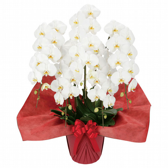 胡蝶蘭 スタンダード5本立 東武フラワーギフト 東武オンラインショッピング 胡蝶蘭 スタンダード5本立 東武フラワーギフト 東武オンラインショッピング