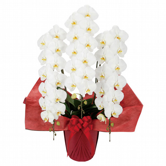 胡蝶蘭 ハイグレード3本立 東武フラワーギフト 東武オンラインショッピング 胡蝶蘭 ハイグレード3本立 東武フラワーギフト 東武オンラインショッピング