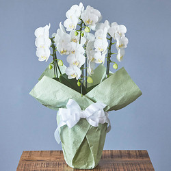 ［D.STYLE flowers（ディー・スタイル フラワーズ）］＜お供え・お悔やみ＞胡蝶蘭 白