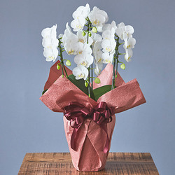 ［D.STYLE flowers（ディー・スタイル フラワーズ）］＜お祝い＞胡蝶蘭 白