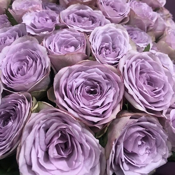 リンクフローリスト］紫のバラの花束 ローズ 紫薔薇 77本【送料