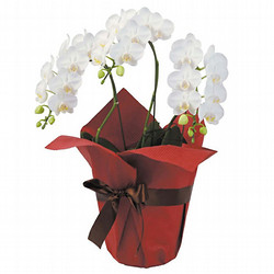 ［リンクフローリスト］ミディ胡蝶蘭白3本立ち【送料込み】