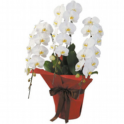 ［リンクフローリスト］胡蝶蘭白3本立ち【送料込み】