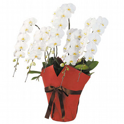 ［リンクフローリスト］胡蝶蘭白5本立ち【送料込み】