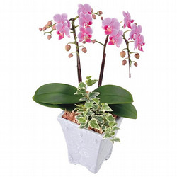［リンクフローリスト］お中元・夏の贈り物に ミディ胡蝶蘭とアイビーの寄せ植え【送料込み】