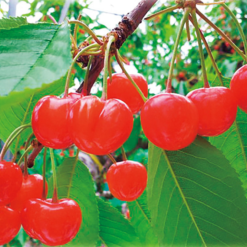 ［菅井農園］さくらんぼ〈紅秀峰〉500g