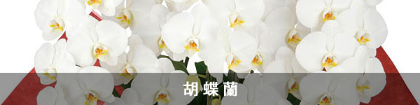 胡蝶蘭