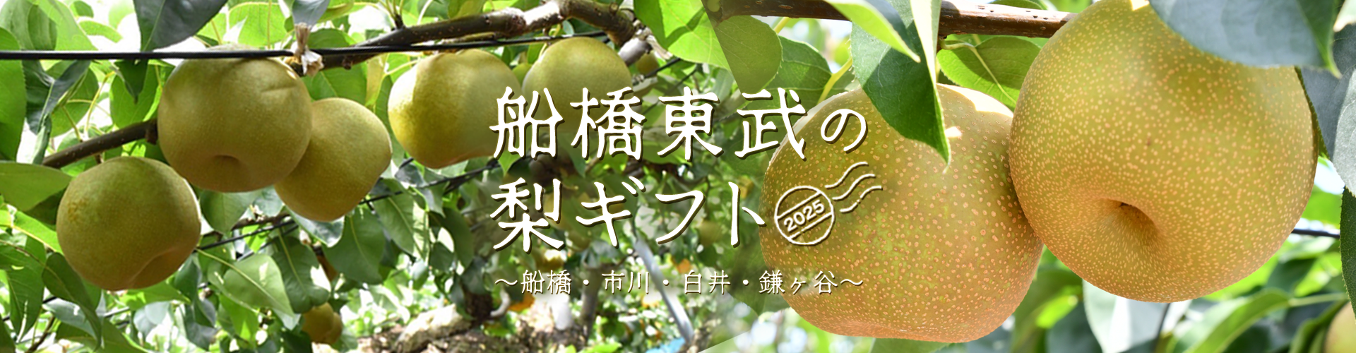 船橋東武の梨ギフト