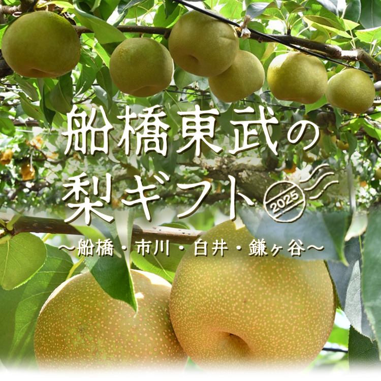 船橋東武の梨ギフト