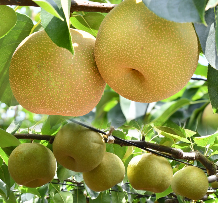 船橋東武の梨ギフト