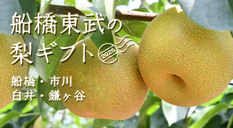 船橋東武の梨ギフト