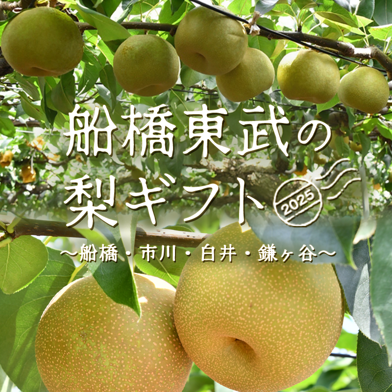 船橋梨ギフト