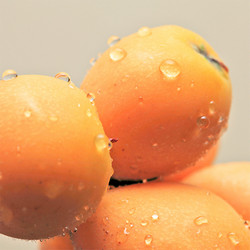 ［九州屋］千葉県産温室房州びわ【送料込み】