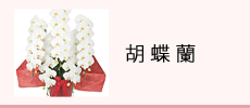 胡蝶蘭