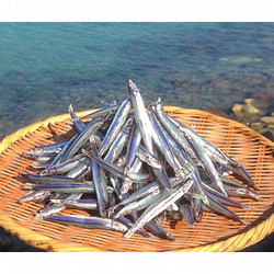 ［馬場水産］きびなご天日干し