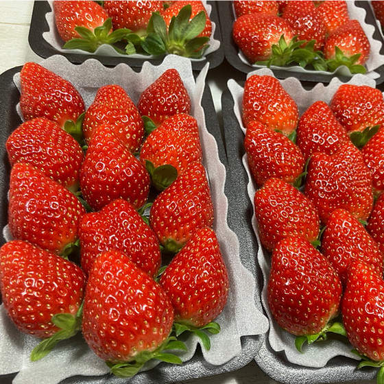 いちご侍様 リクエスト 9点 まとめ商品 いちご侍様 リクエスト 9点 まとめ商品