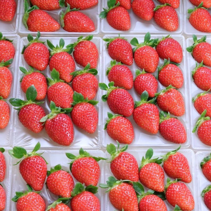 津インターファーム］三重県産・あまつおとめ（よつぼし）【送料込み