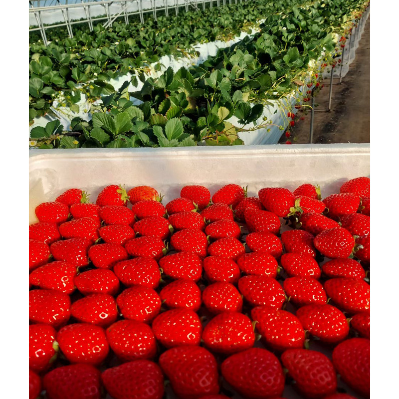 津インターファーム］三重県産・あまつおとめ（よつぼし）【送料込み