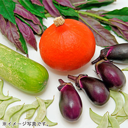 ［九州屋］加賀野菜の定期便