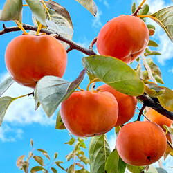 ［UMAI Japan］お徳用・岐阜産「富有柿」【送料込み】