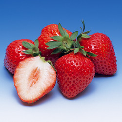 ［さぬき讃フルーツ］香川県産 さぬきひめいちご【送料込み】