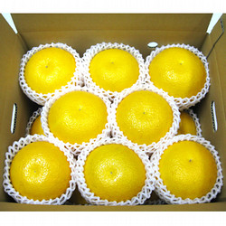 香川県産 龍の八朔【送料込み】