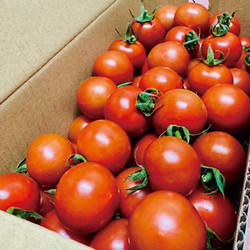 ［トマト農家 彩 -sai-］静岡県産プレミアム フルティカトマト 彩 Sai【送料込み】