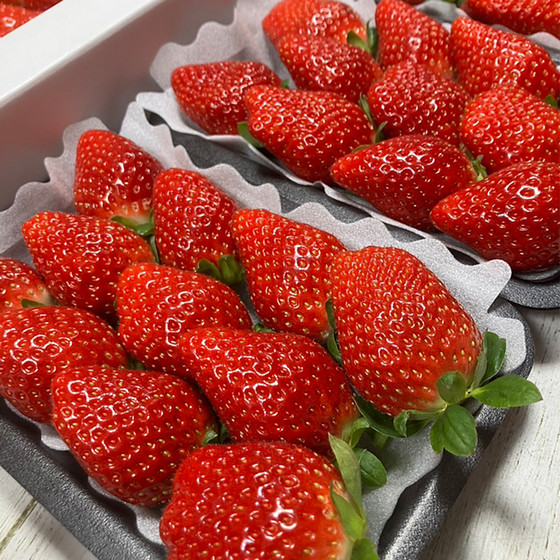 いちごスタジオ]堅しろうDX（260g×2パック）【送料込み】 - 東武の