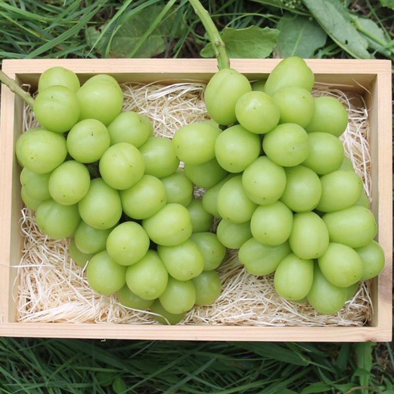 長野県産 シャインマスカット 2房セット【送料込み】