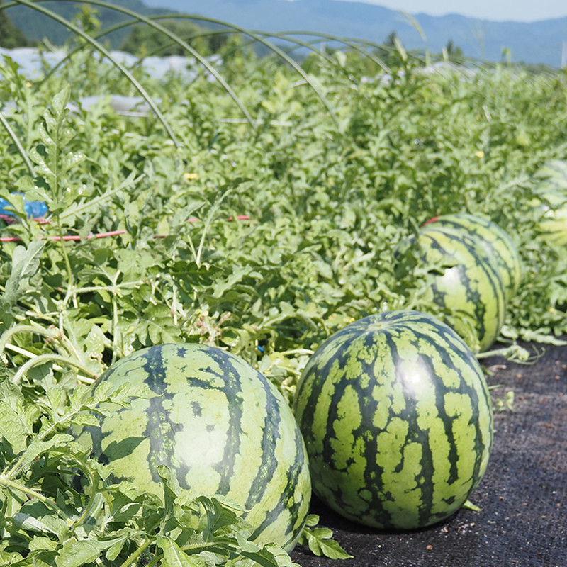 八色（やいろ）西瓜【送料込み】 - 東武の産直便「とぶちょく