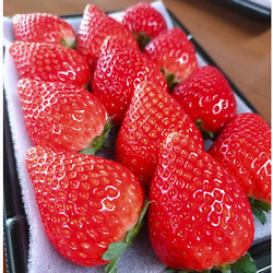 ［岩﨑いちご園］栃木県産・とちあいか【送料込み】