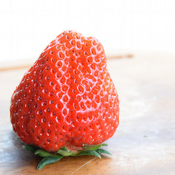 ［苺の花ことば］新潟県産・越後姫Ｓ【送料込み】