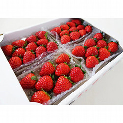 岡山朝取り　いちご贈り物　紅ほっぺ　4パック (約1kg)【送料込み】